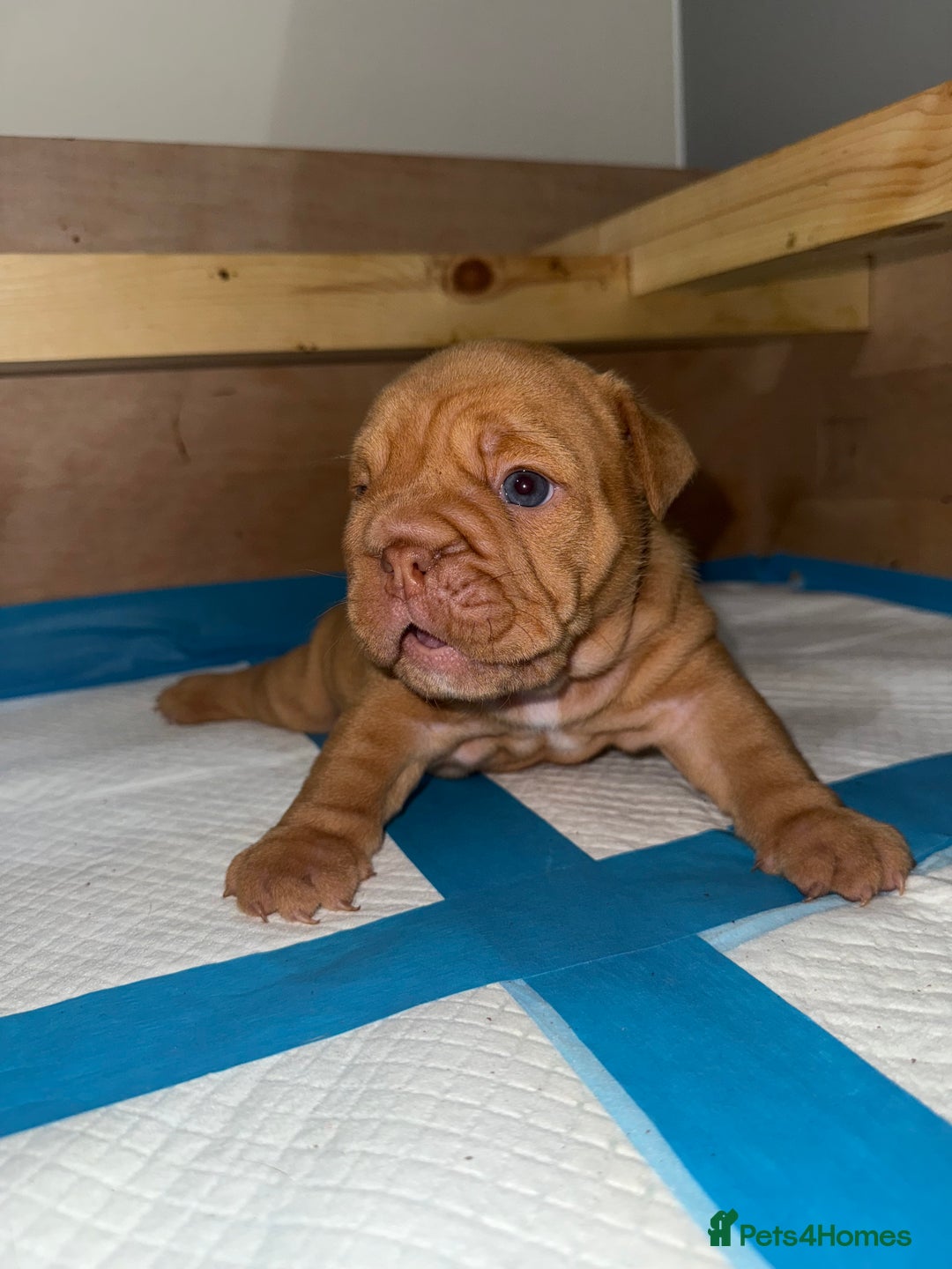 English Bulldog dogs for sale: Beautiful English bulldog puppy  - Image 10