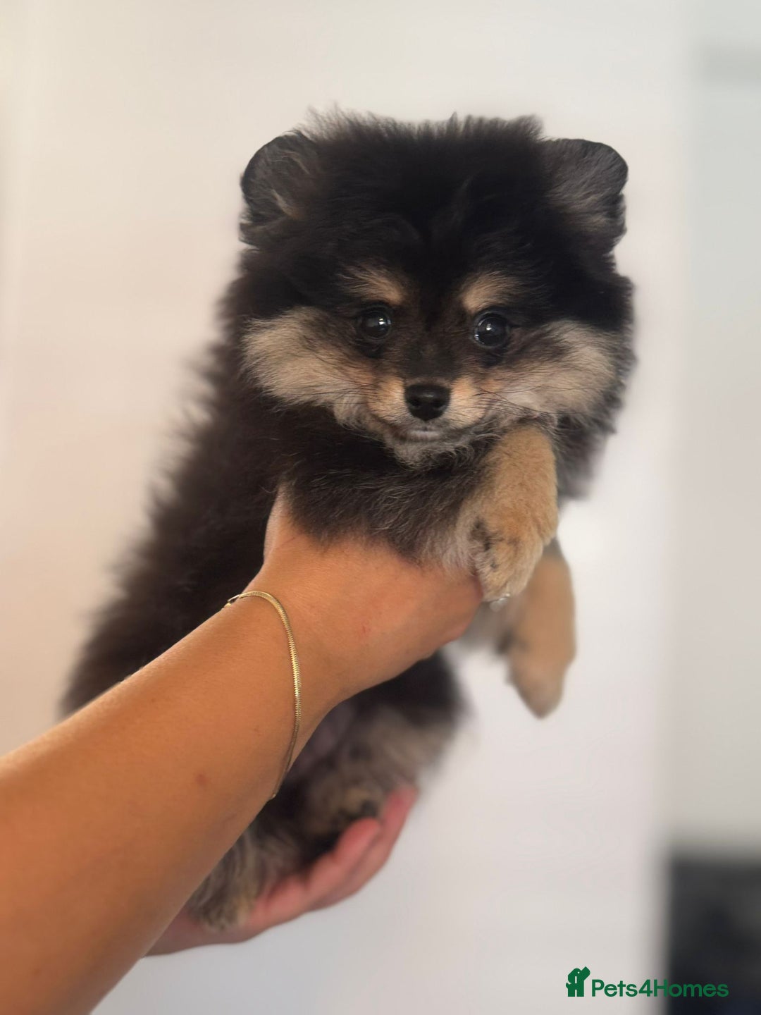 Pomeranian dogs for sale: Beautiful Pomeranian girls  - Image 7
