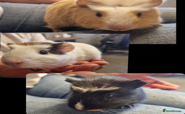 Guinea Pig rodents - Advert 17