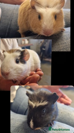 Guinea Pig rodents - Advert 16