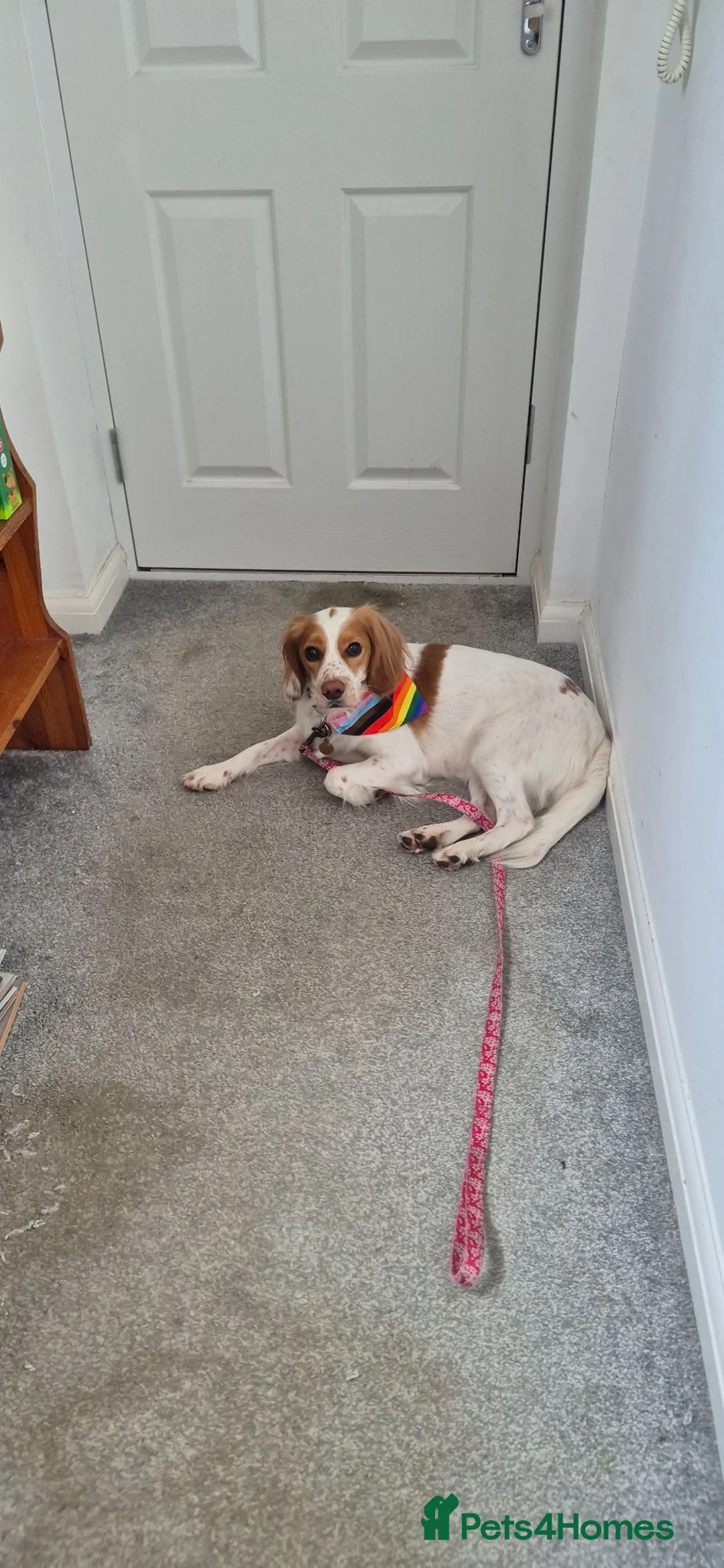 Mixed Breed dogs for sale: Cookie  in Stonehouse - Advert 4