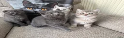 Scottish Fold cats for sale: Last two girls ❤️Lovely scotish kittens💕💕💕 - Advert 17