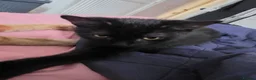 British Shorthair cats for sale: 2 Lovely Black Kittens - Advert 7