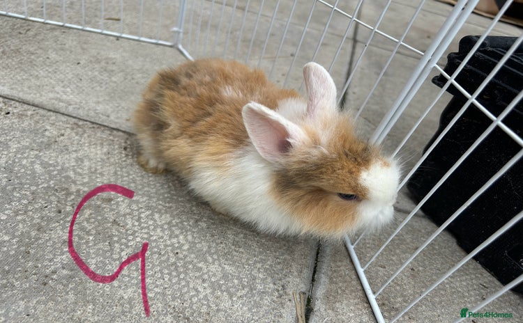 Lionhead rabbits - Advert 1
