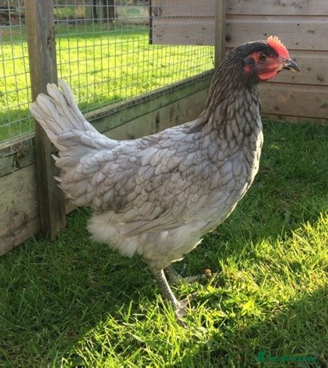 Chickens poultry for sale: Free! 5 hens for rehoming - Advert 3