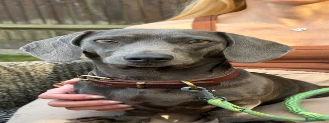 Maya