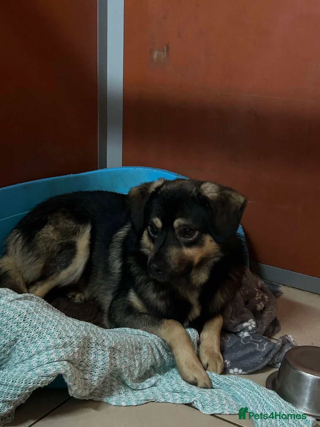 Mixed Breed dogs for adoption: Meet Isacc, currently residing in Cheshire  in Nantwich - Advert 10