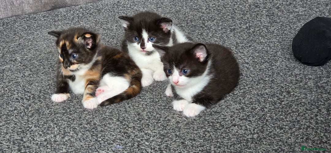 Mixed Breed cats for sale: Maine coon mix kittens for sale.  - Image 6