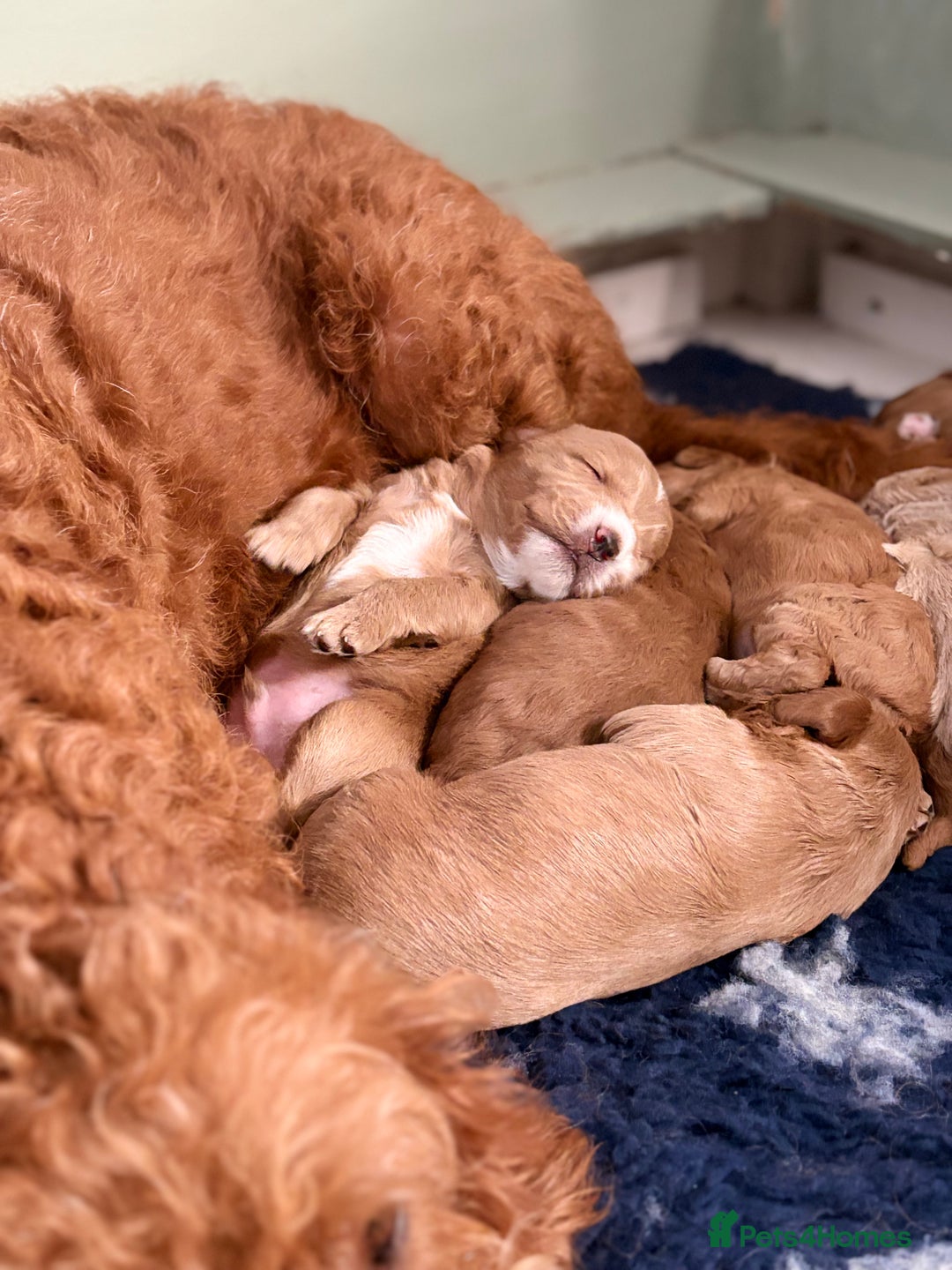 Mixed Breed dogs for sale: Beautiful litter of Australian labradoodles  - Advert 5