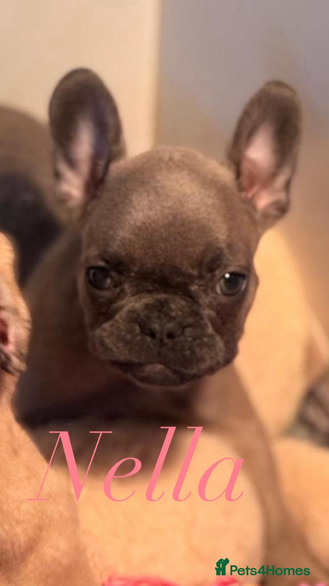 French Bulldog dogs for sale: Super Special KC Registered French Bulldog Puppies - Advert 7