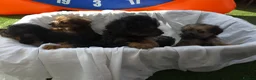Mixed Breed dogs for sale: Borderpoo vet checked, 1st cross puppies - Advert 19