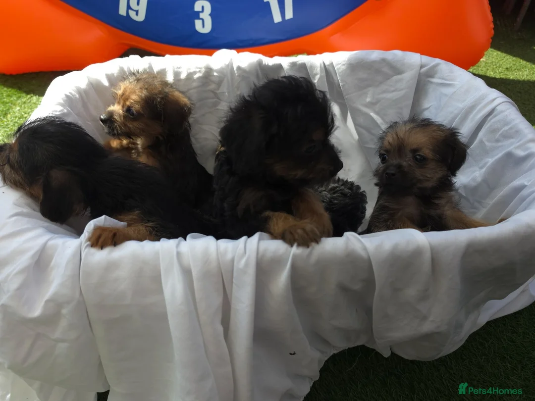 Mixed Breed dogs for sale: Borderpoo vet checked, 1st cross puppies - Advert 19