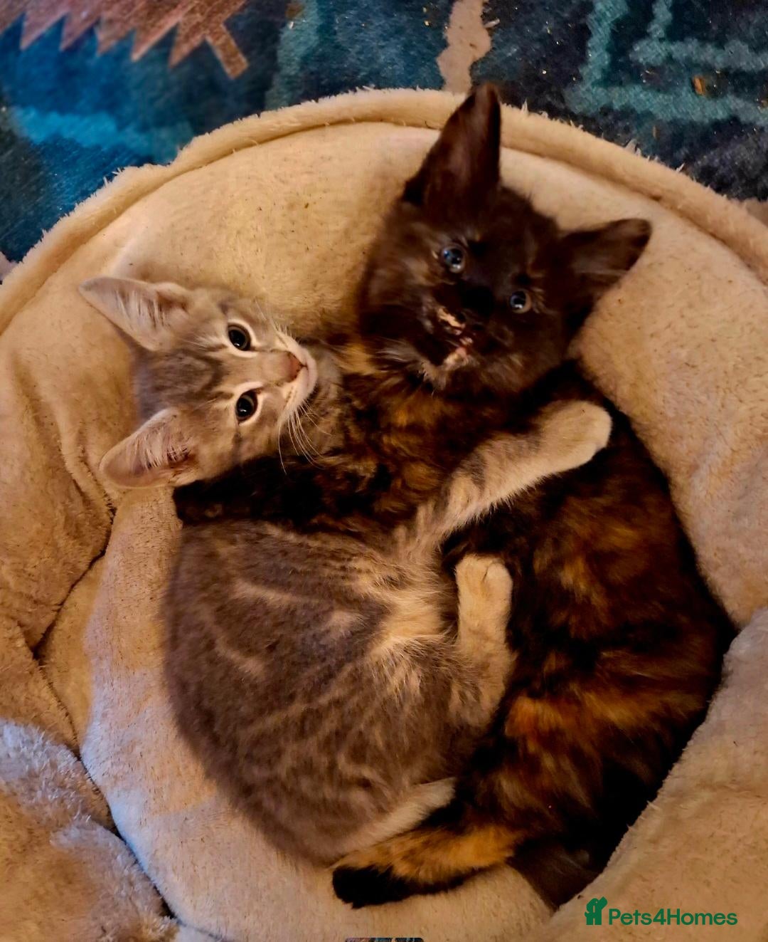 Mixed Breed cats Lovely Kittens 😻 - Advert 1