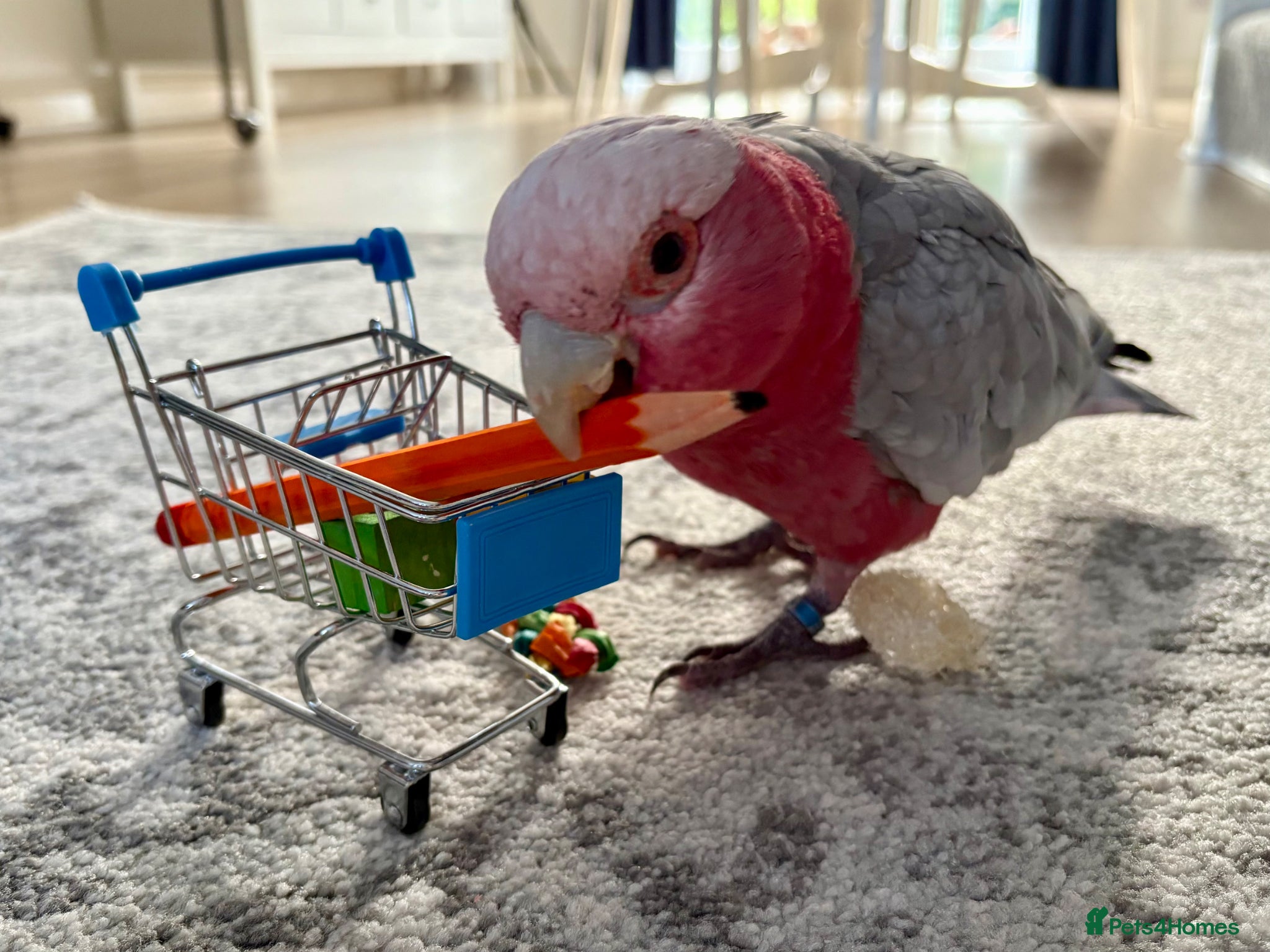 Cockatoo birds for sale: Galah cockatoo  - Advert 5