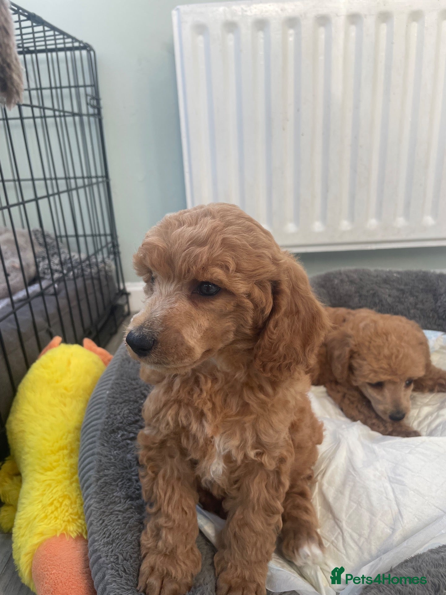 Toy Poodle dogs Red toy poodles  - Advert 2