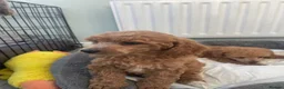 Toy Poodle dogs for sale: Red toy poodles  - Advert 17