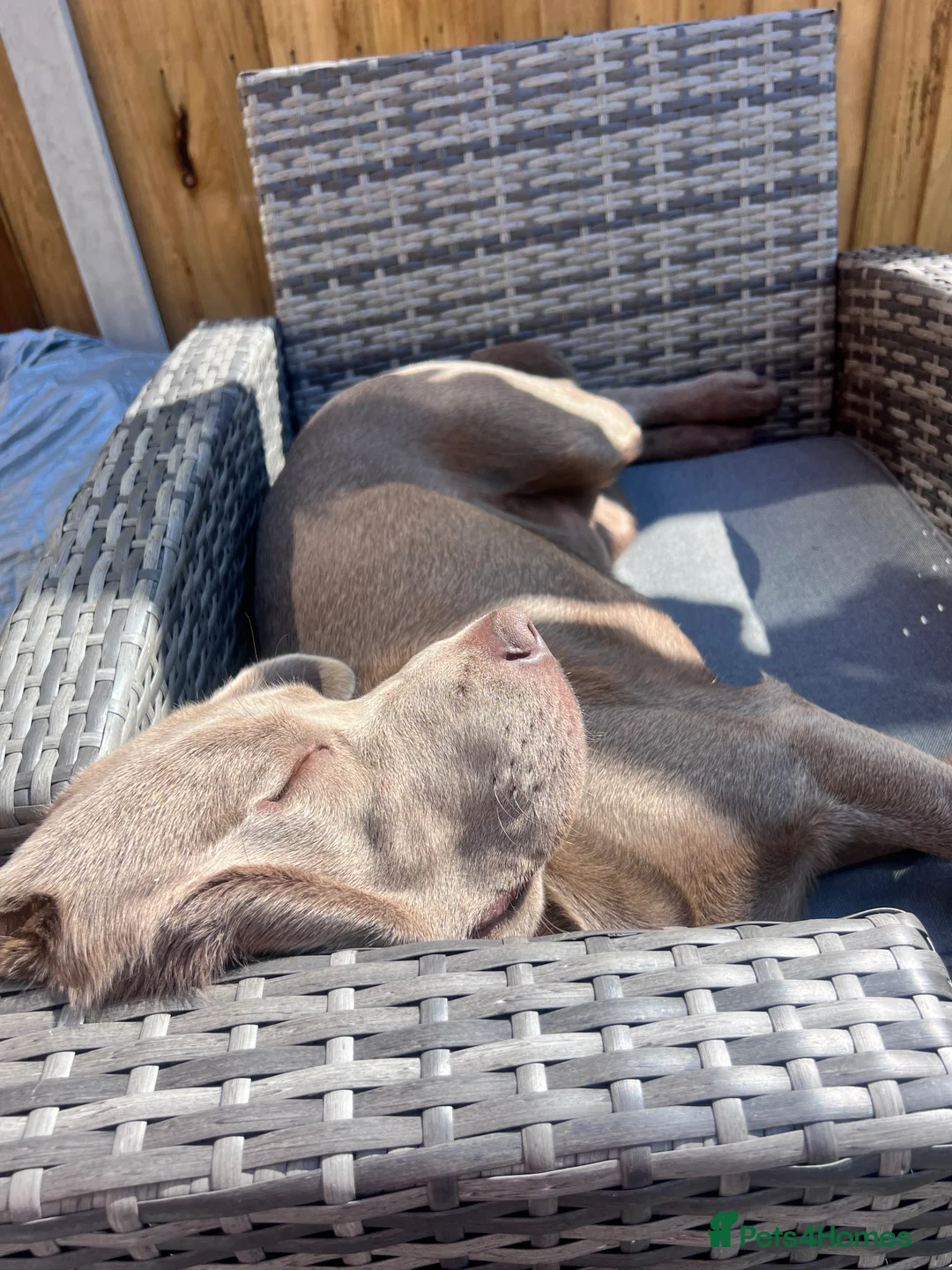 Labrador Retriever dogs for stud: STUNNING SILVER LABRADOR AVAILABLE FOR STUD - Advert 11