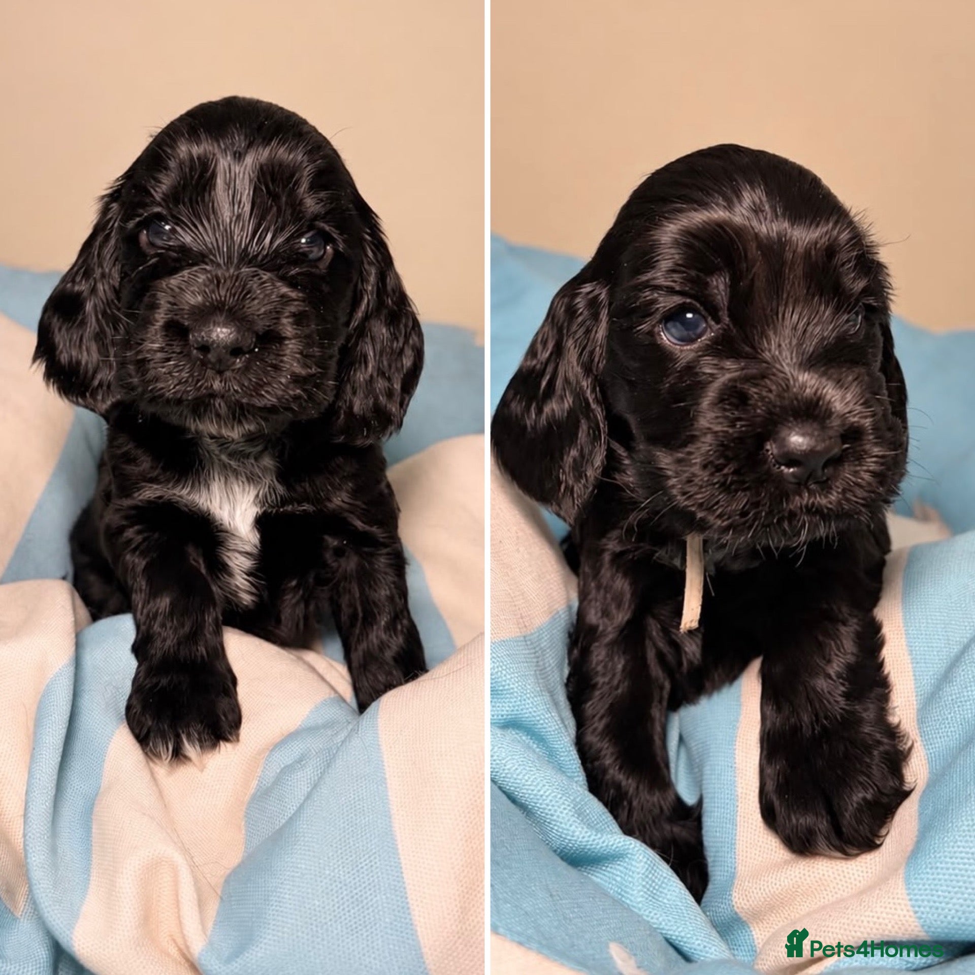 Cocker Spaniel dogs Stunning KC Show Cocker Spaniel - Advert 1