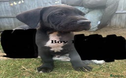 Cane Corso dogs for sale: 7 cane corso pups sliver and black  - Image 9