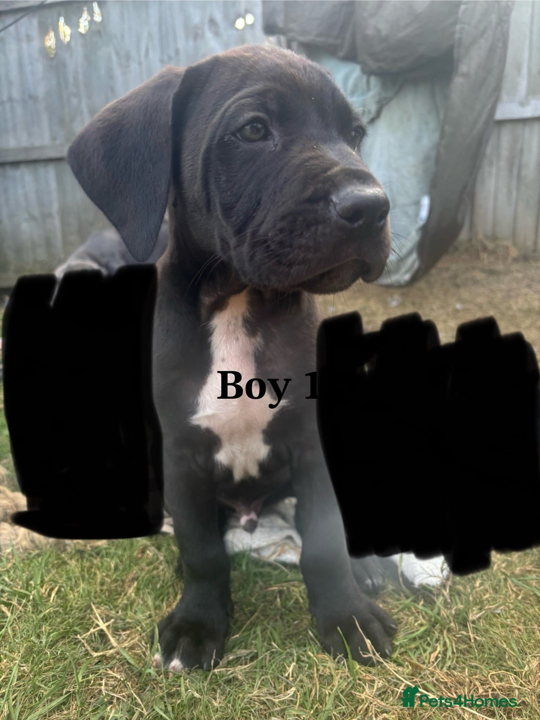 Cane Corso dogs for sale: 7 cane corso pups sliver and black  - Image 9