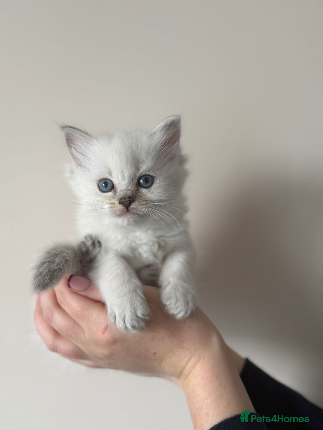 Ragdoll cats for sale: pedigree Ragdoll kittens - champion blood lines  - Image 5