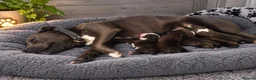 Staffordshire Bull Terrier dogs for sale: Outstanding litter  blue brindle white kc staffys - Advert 2