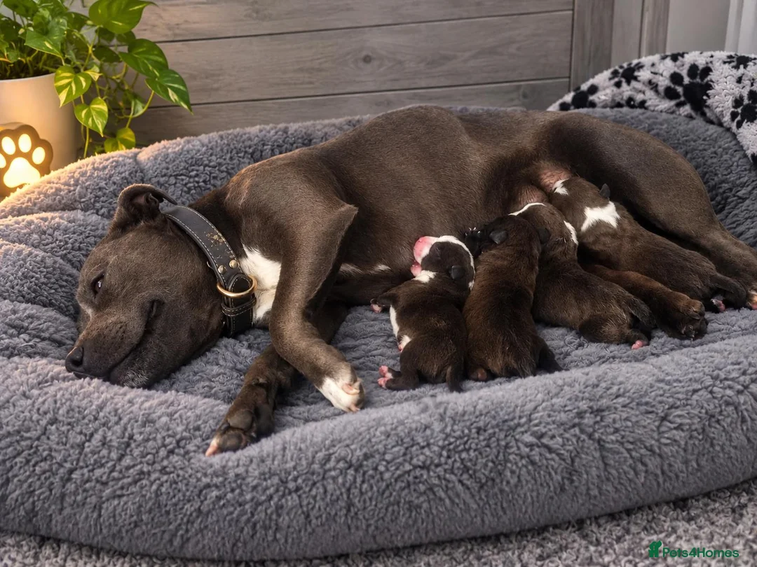 Staffordshire Bull Terrier dogs for sale: Outstanding litter  blue brindle white kc staffys - Advert 2