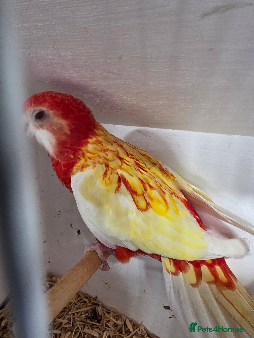 Parakeets birds for sale: Rosellas  - Advert 2