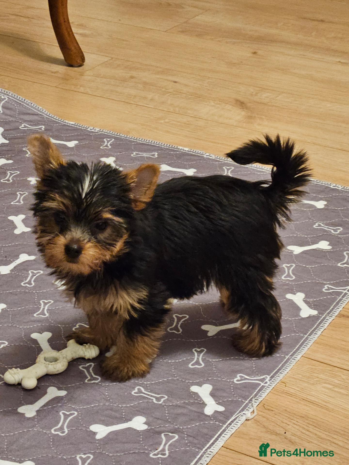 Yorkshire Terrier dogs Yorkshire Terrier Puppies Looking for Loving Homes - Advert 1
