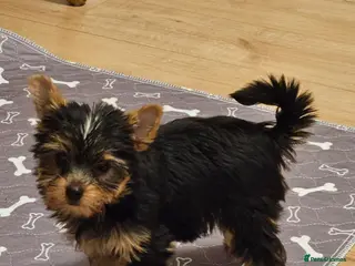 Yorkshire Terrier dogs Yorkshire Terrier Puppies Looking for Loving Homes - Advert 1