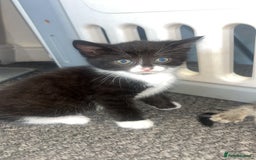 Mixed Breed cats for sale: 3 kittens urgently looking for new home  - Image 21