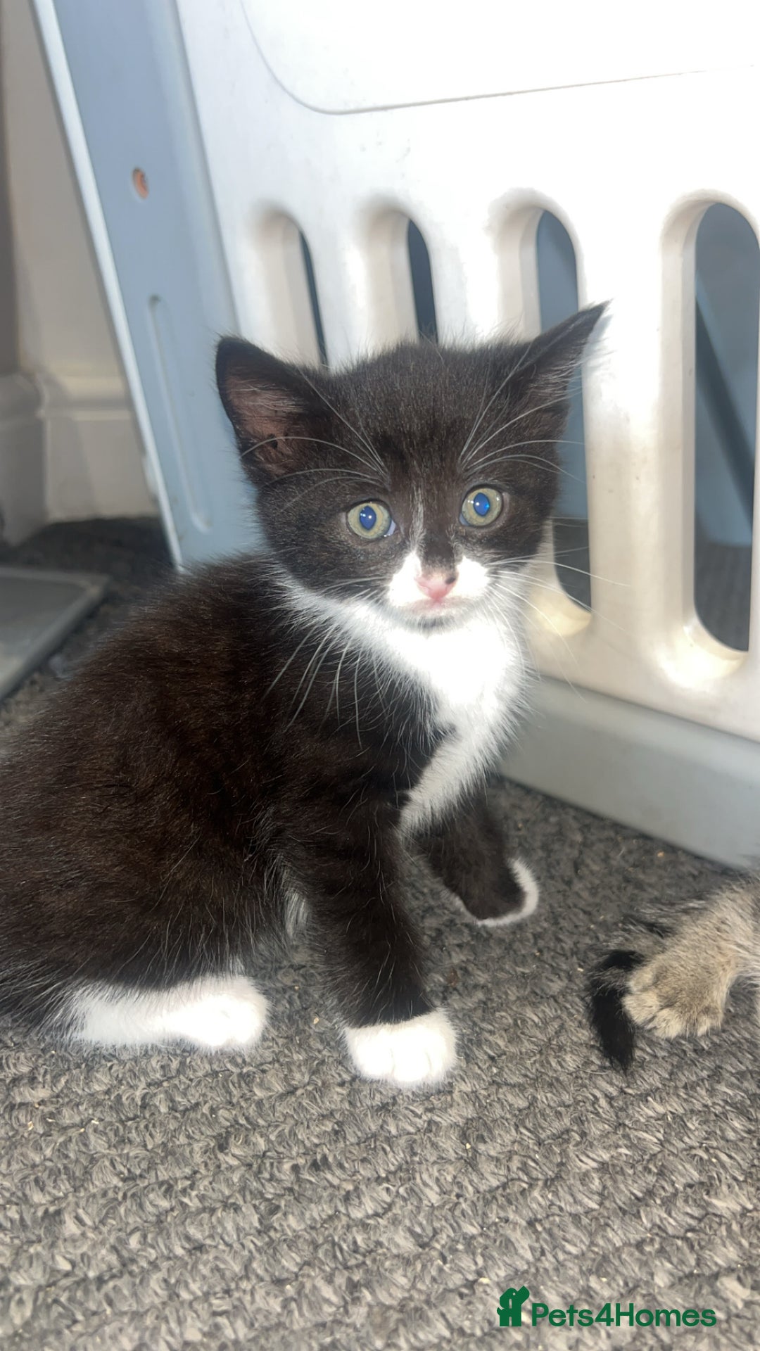 Mixed Breed cats for sale: 3 kittens urgently looking for new home  - Image 21