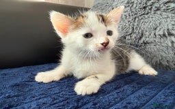 Mixed Breed cats for sale: Adorable Kittens Ready for Their Forever Homes!  - Image 19