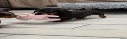 Miniature Dachshund dogs for sale: Beautiful KC registered Miniature Dachshund pup  - Advert 4