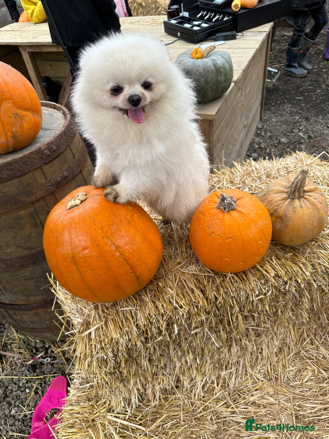 Pomeranian dogs for stud: Kc pure white 1.2 kg Pomeranian stud in Reigate - Advert 20