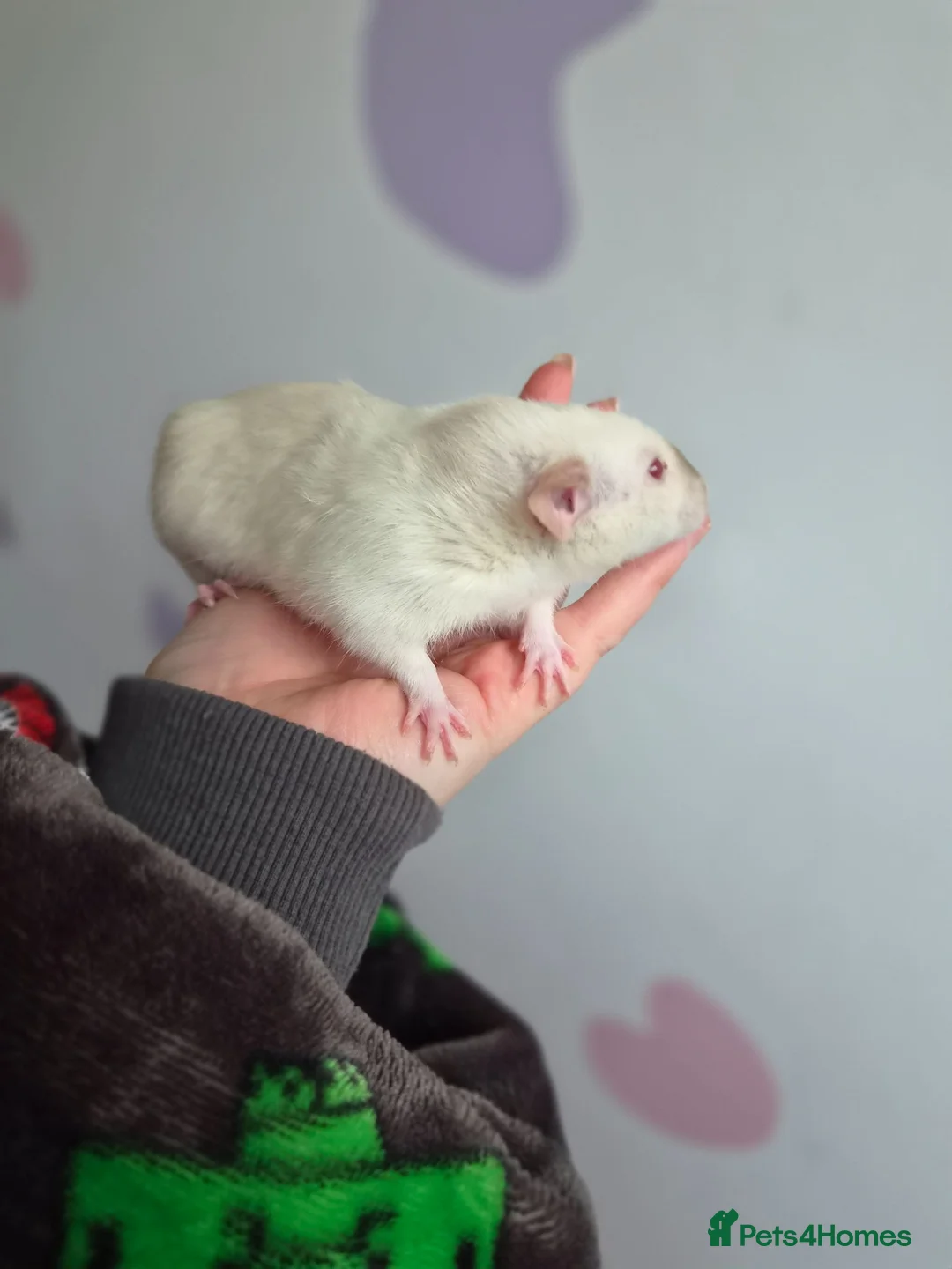 Rat rodents for sale: Gorgeous Siamese Dumbo 13 weeks 🩵 - Advert 4