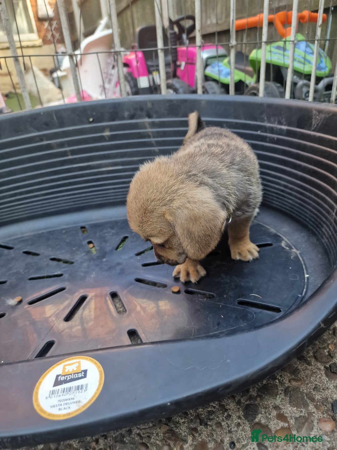Mixed Breed dogs for sale: mixed breed 4 boys and 2 girls - Image 7