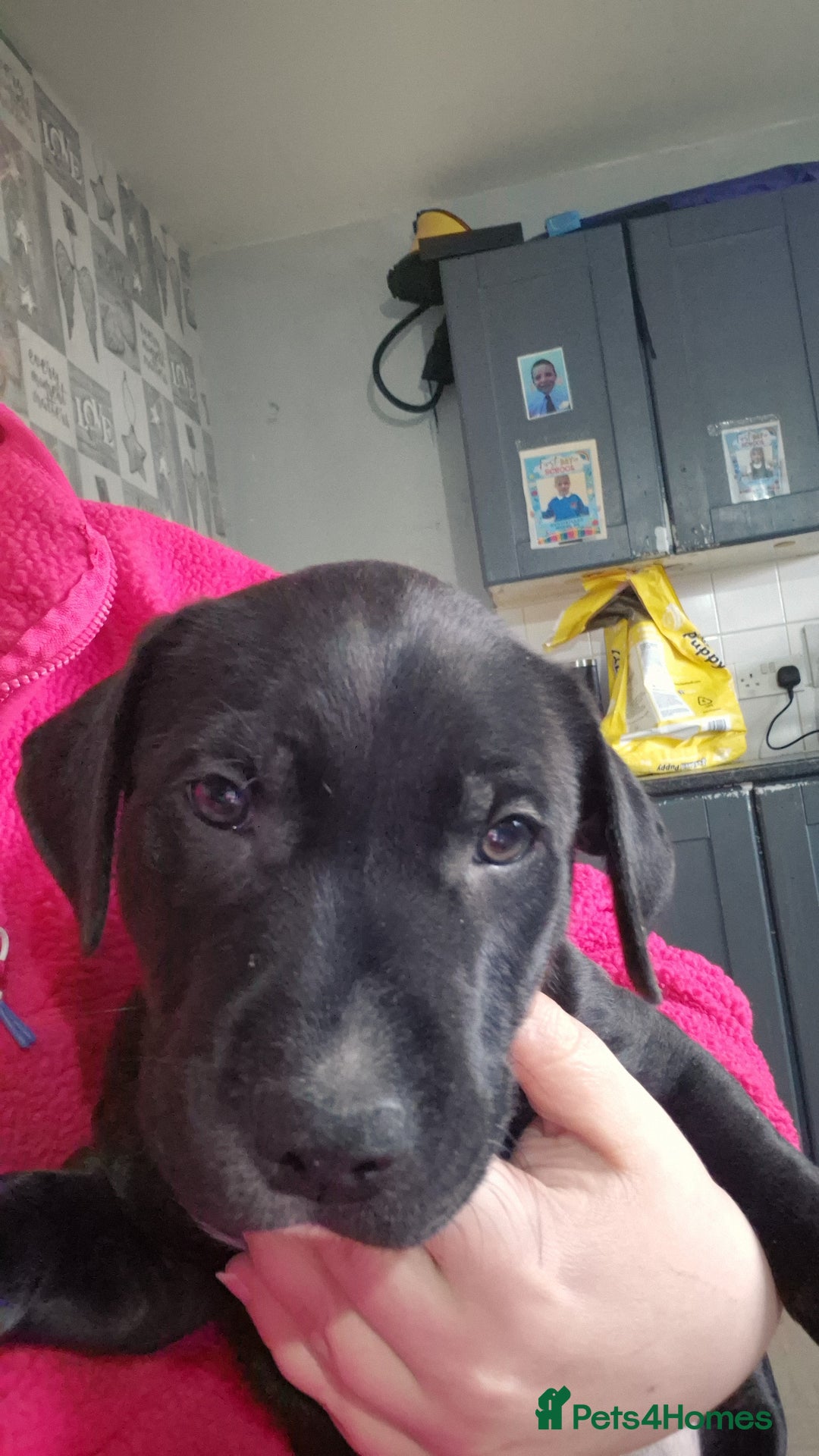 Mixed Breed dogs for sale: Staffadors  - Advert 2