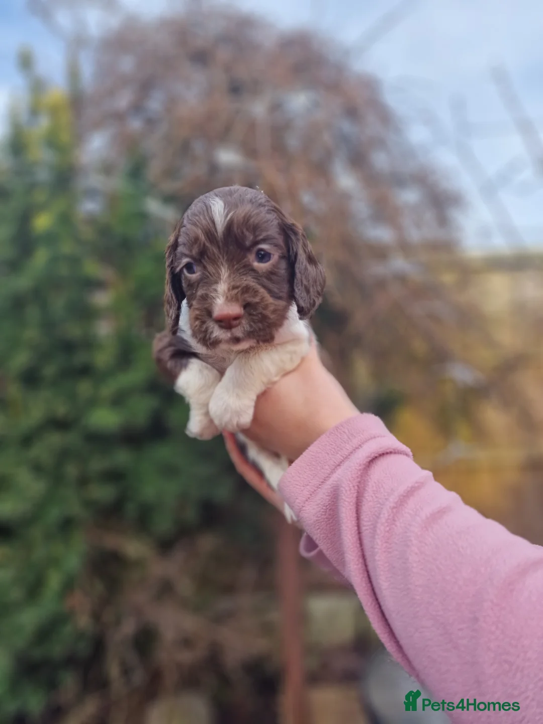 English Springer Spaniel dogs for sale: 8 pups for sale - Advert 10