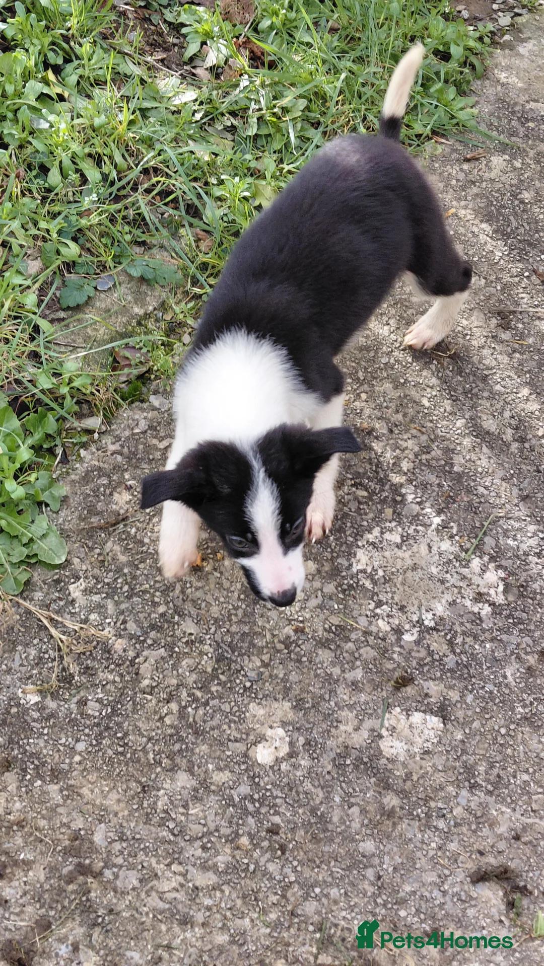 Border Collie dogs for sale: Border collie puppies tris + b/w - Advert 4