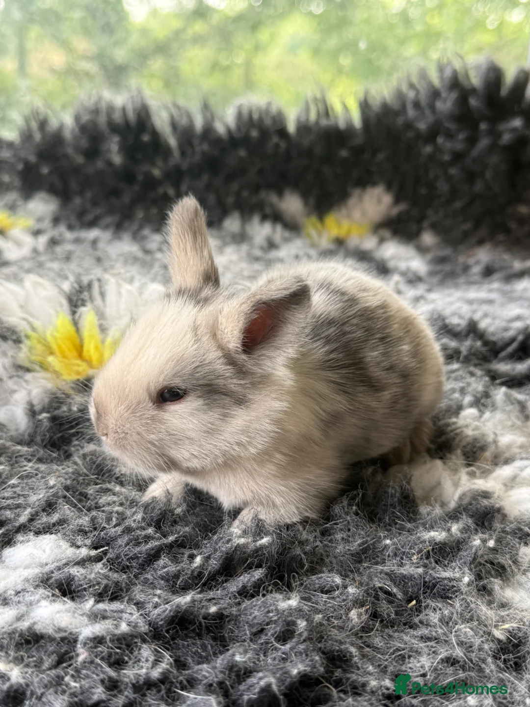 Angora rabbits for sale: Angora X bunny rabbits  - Advert 1