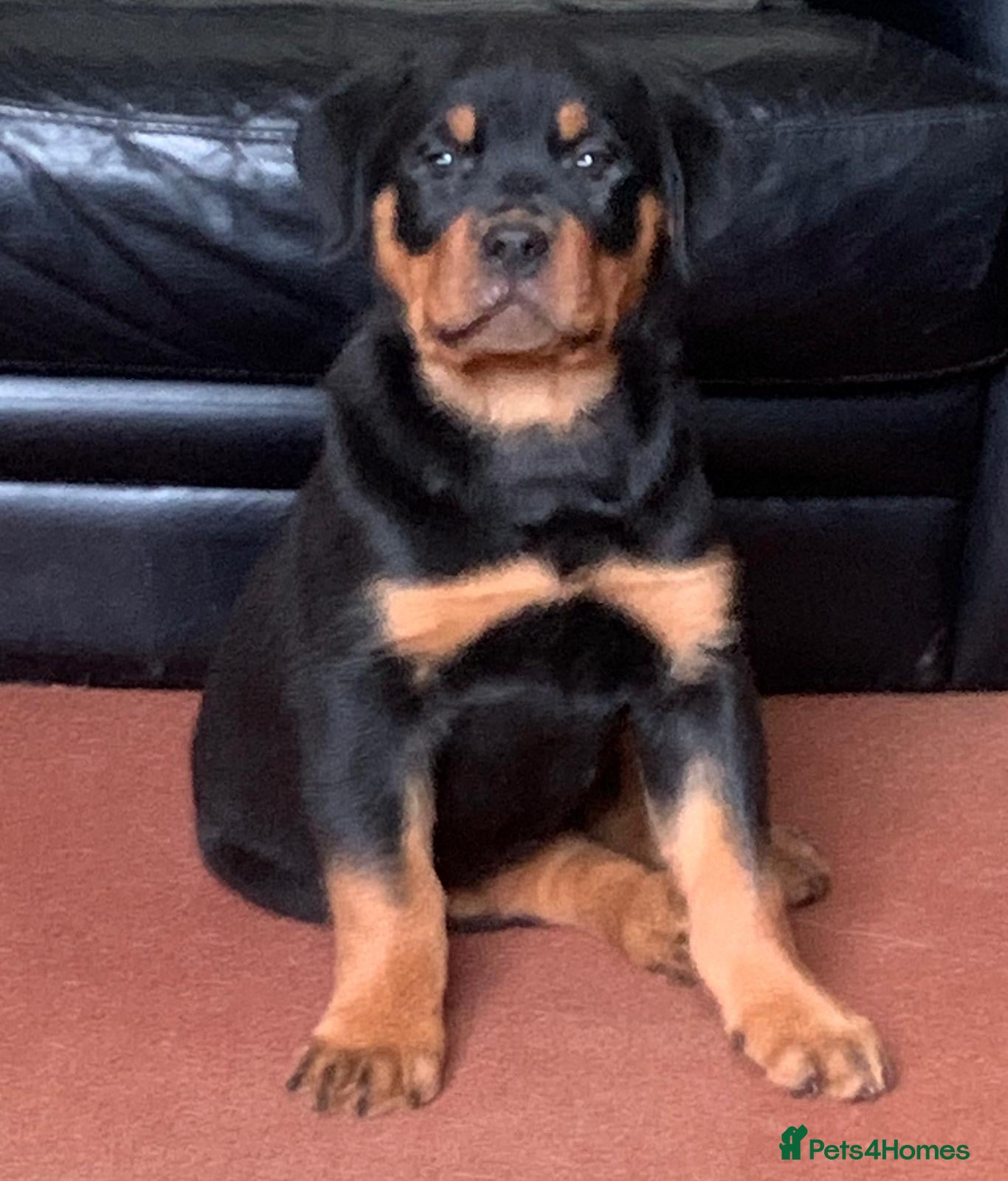 Rottweiler dogs Proper big old fashioned Rottie  pups ready now  - Advert 8