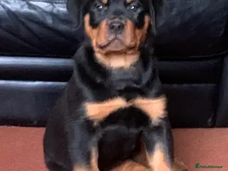 Rottweiler dogs Proper big old fashioned Rottie pups ready now - Advert 1