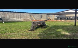 Cane Corso dogs for sale: Cane corso puppies looking for their forever homes - Image 22