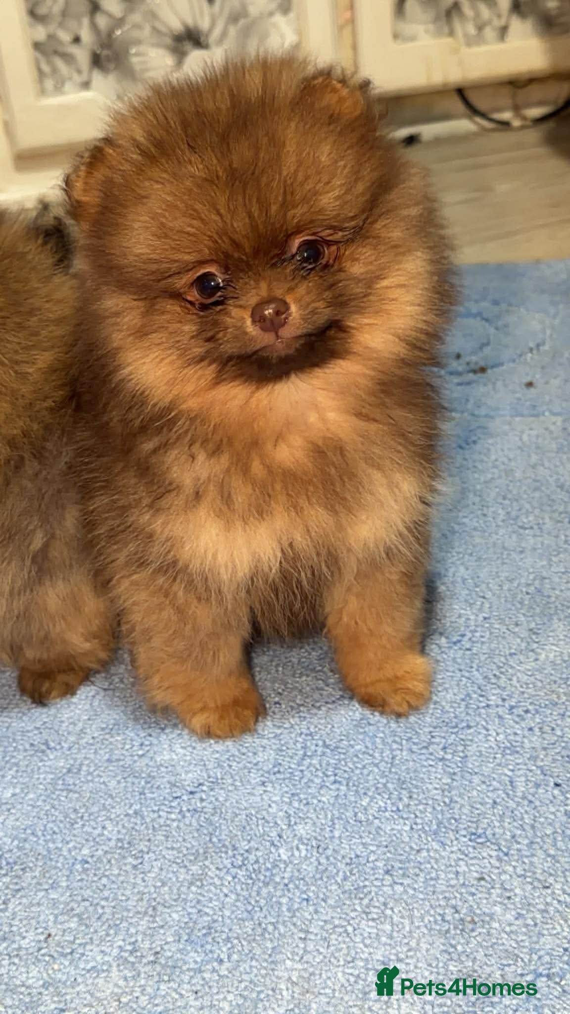 Pomeranian dogs 2 amazing boy Pomeranian puppies  - Advert 5