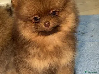 Pomeranian dogs 2 amazing boy Pomeranian puppies - Advert 6