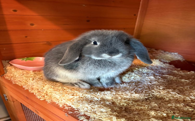 Mini Lop rabbits - Advert 9