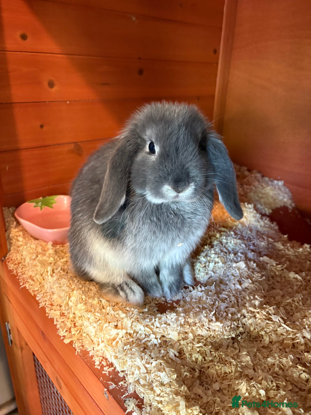 Mini Lop rabbits for sale: Mini lop female  - Image 1