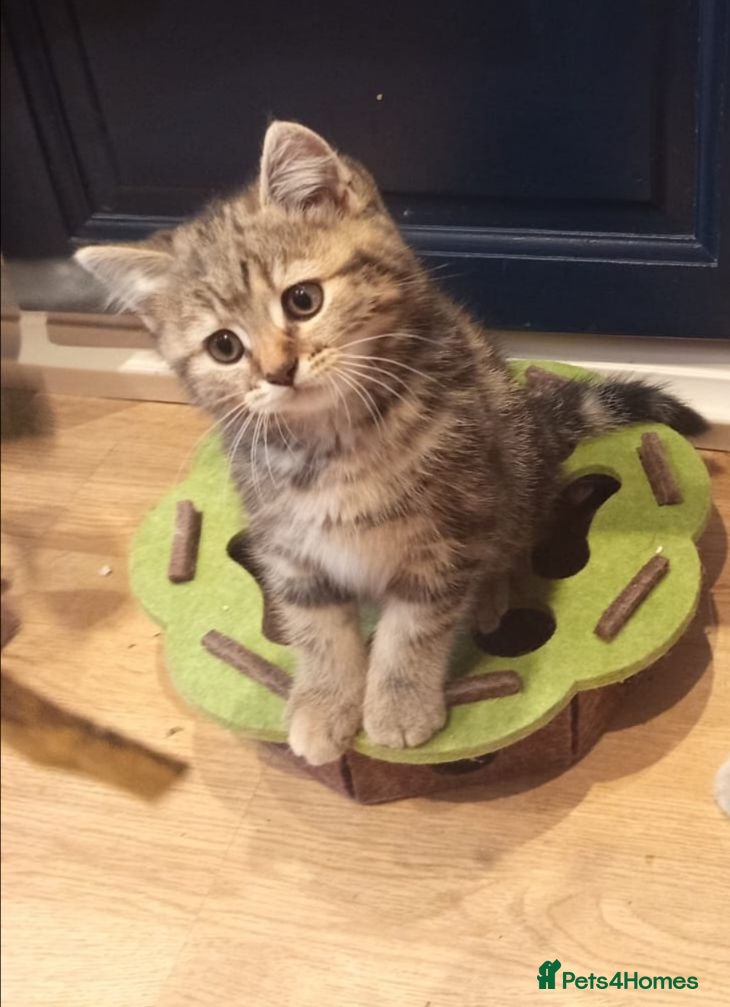 Mixed Breed cats Tabby and blue tortie girls looking forever home  - Advert 4