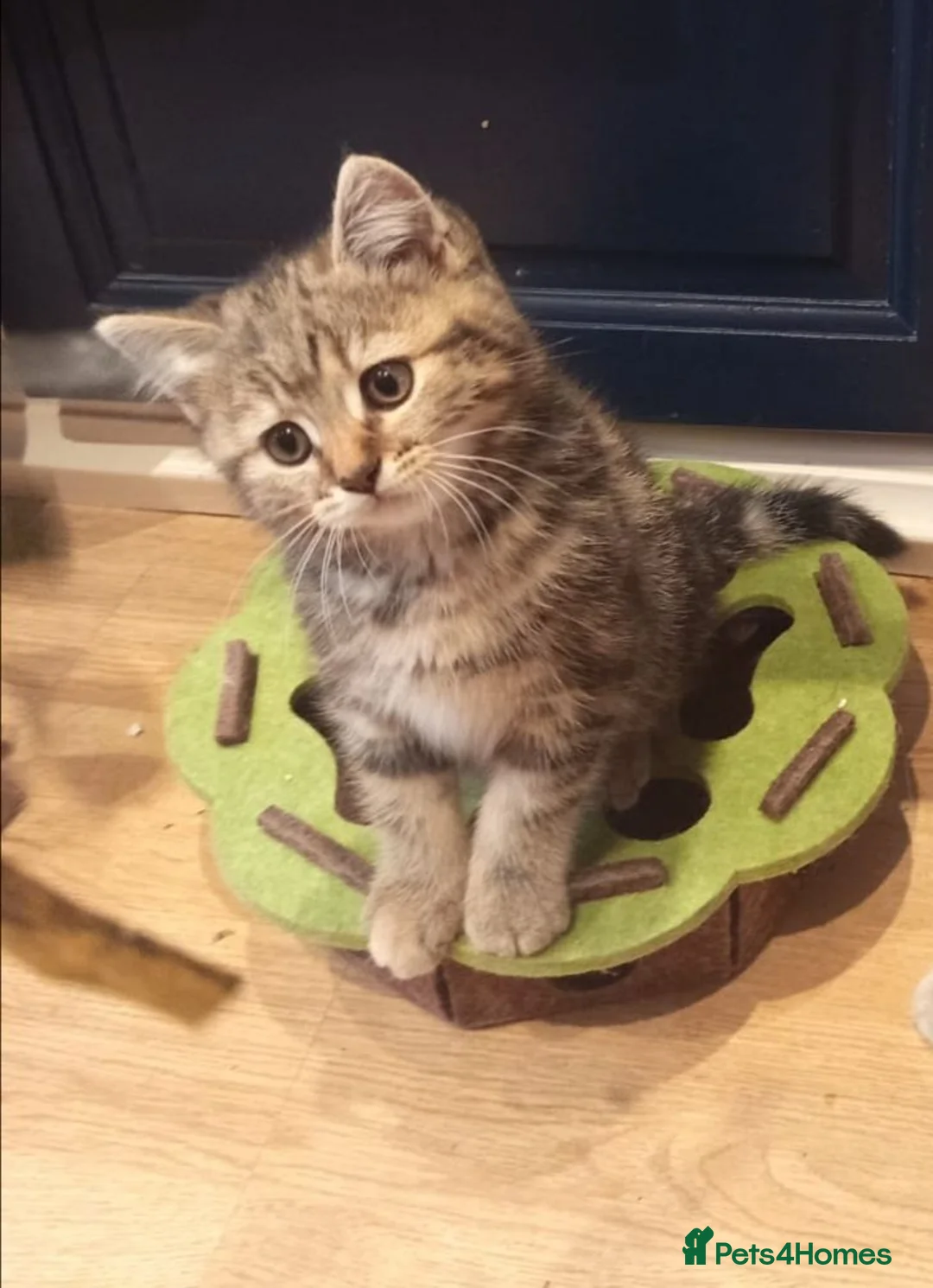 Mixed Breed cats for sale: Tabby and blue tortie girls looking forever home  - Advert 1